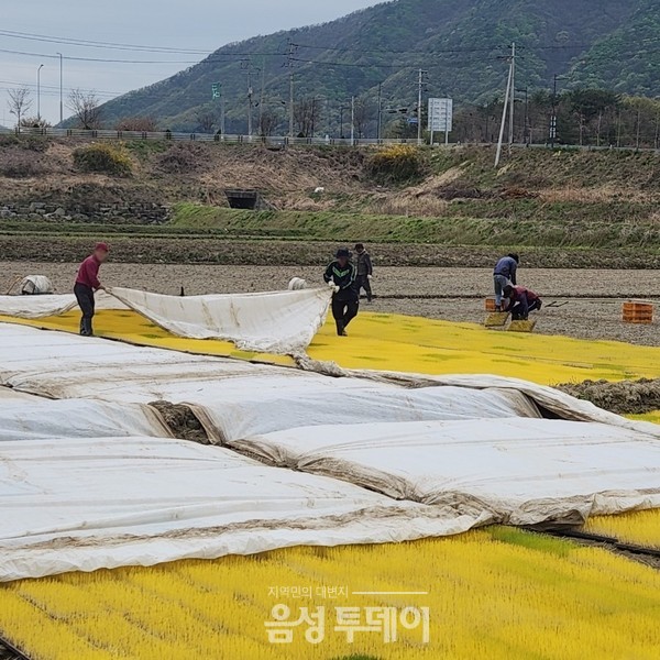 음성군농업기술센터, 못자리 관리 중점지도 나서